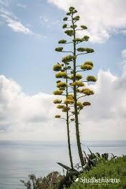 Agave americana flower6.jpeg